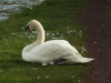 Swan preening itself beside the canal