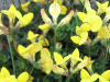 Common Bird's-foot trefoil (Lotus corniculatus)