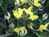 Common Bird's-foot trefoil (Lotus corniculatus)