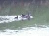 Duck and ducking in digital zoom mode