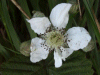 Bramble/Blackberry flower (Rubus fruticosus)