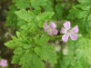 Herb-Robert (Geranium robertianum)