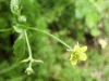 Wood Avens (Geum urbanum)