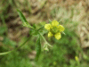 Wood Avens (Geum urbanum)