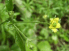 Wood Avens (Geum urbanum)