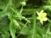 Wood Avens (Geum urbanum)