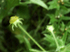 Wood Avens (Geum urbanum)