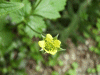 Wood Avens (Geum urbanum)