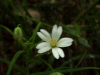 Stitchwort (Stellaria holostea)