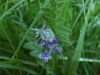 Tufted Vetch (Vicia cracca)