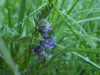 Tufted Vetch (Vicia cracca)