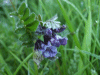 Tufted Vetch (Vicia cracca)