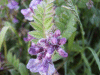 Tufted Vetch (Vicia cracca)
