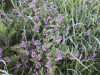 Tufted Vetch (Vicia cracca)