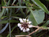 White Clover/Dutch Clover (Trifolium repens) 