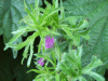 Cut-leaved Cranesbill (Geranium dissectum)