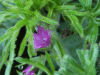 Cut-leaved Cranesbill (Geranium dissectum)