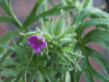 Cut-leaved Cranesbill (Geranium dissectum)