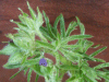 Cut-leaved Cranesbill (Geranium dissectum)