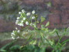 Shepherd's-Purse (Capsella bursa-pastoris)