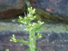 Tall Rocket (Sisymbrium altissimum) (from the Cabbage Family)
