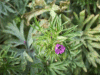 Cut-leaved Cranesbill (Geranium dissectum)