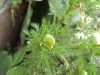 Most likely a budding Scentless Mayweed (Matricaria perforata)