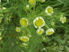 Most likely a budding Scentless Mayweed (Matricaria perforata)