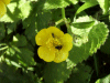 Buttercup (Ranunculus bulbosus)