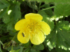 Buttercup (Ranunculus bulbosus)