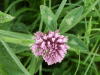 Red Clover (trefolium repens)