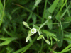 Possible budding Stitchwort (Stellaria holostea)