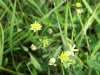 Black Medick (Medicago lupulina)