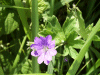Possible Dove's-Foot Crane's-Bill (Geranium molle)