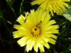 Dandelion (Taraxacum officinale)