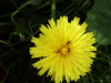 Dandelion (Taraxacum officinale)