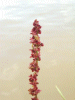 Common Sorel (Rumex acetosa)