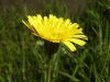 Dandelion (Taraxacum officinale)
