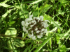 White Clover/Dutch Clover (Trifolium repens)
