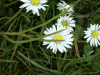 Daisies (Bellis perennis)