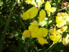 Common Bird's-foot trefoil (Lotus corniculatus)
