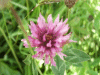 Red Clover (trefolium repens)