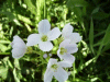 Cuckoo Flowers (Cardamine pratensis agg)