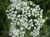 Cow Parsley (Anthriscus sylvestris)