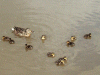 Mother Mallard Duck and duckings