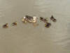 Mother Mallard Duck and duckings