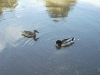 Pair of Mallard Ducks