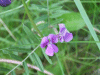 Common Vetch (Vicia sativa)