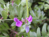 Common Vetch (Vicia sativa)