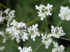Cow Parsley (Anthriscus sylvestris)